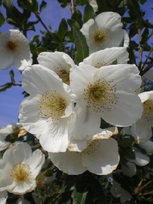 EUCRYPHIA x nymansensis 'Nymansay'