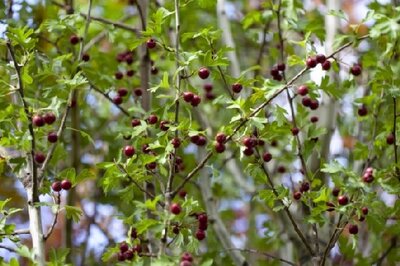 CRATAEGUS monogyna 'Stricta'