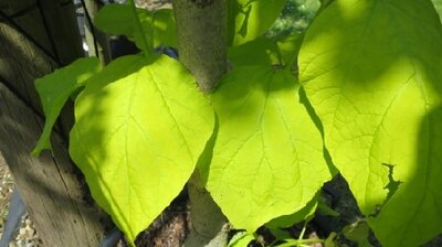 CATALPA bignonioides 'Aurea'