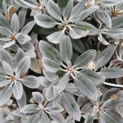 RHODODENDRON 'Silbervelours' - image 2