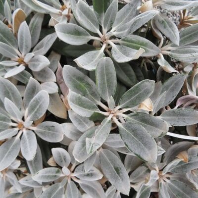 RHODODENDRON 'Silbervelours' - image 2