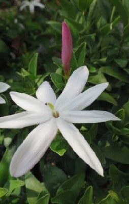 JASMINUM nitidum 'Angel Wing'