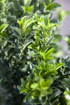 EUONYMUS japonicus 'Benkomasaki'
