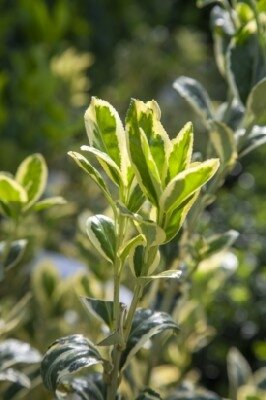EUONYMUS japonicus 'Bravo'