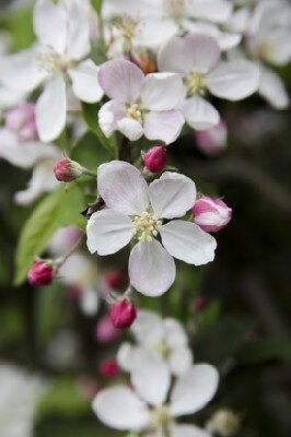 Malus domestica 'Jonagold' (Apple)