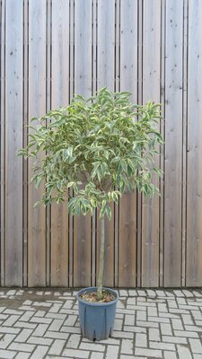 LIGUSTRUM lucidum 'Excelsum Superbum'