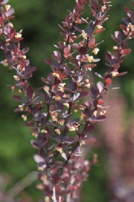 BERBERIS thunbergii 'Red Torch' - image 2