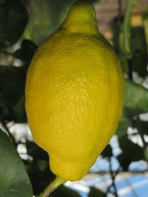 CITRUS limon  (LEMON)