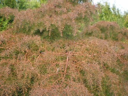 CRYPTOMERIA japonica 'Elegans'