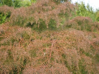 CRYPTOMERIA japonica 'Elegans'