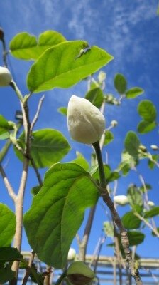 MAGNOLIA sieboldii