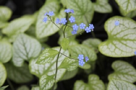BRUNNERA macrophylla 'Jack's Gold' - image 1