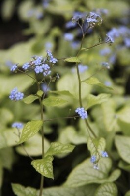BRUNNERA macrophylla 'Jack's Gold' - image 2