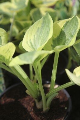 HOSTA 'Karin'