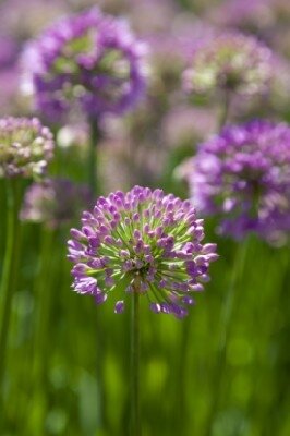ALLIUM 'Serendipity' - image 1