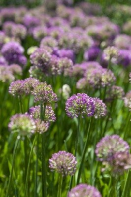 ALLIUM 'Serendipity' - image 2