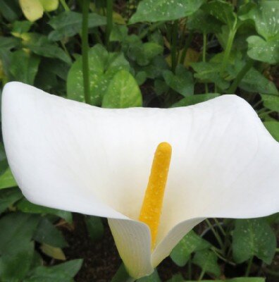 ZANTEDESCHIA aethiopica 'Avalanche'