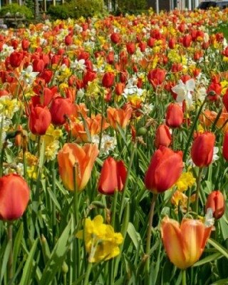 NARCISSI & TULIP FLORI MIX