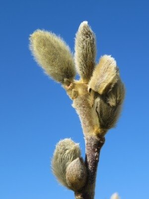 MAGNOLIA stellata - image 4