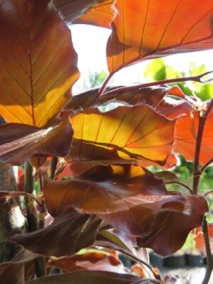 FAGUS sylvatica 'Midnight Feather' - image 3
