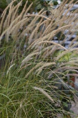 PENNISETUM 'Fairy Tails' - image 1