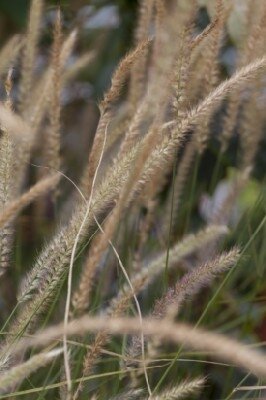 PENNISETUM 'Fairy Tails' - image 2