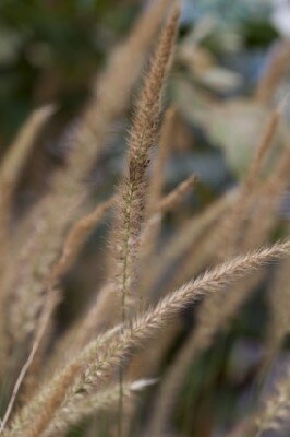 PENNISETUM 'Fairy Tails' - image 3