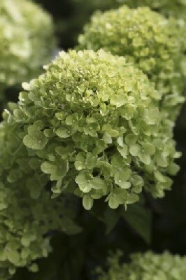 HYDRANGEA paniculata 'Little Lime' - image 4