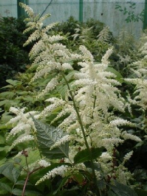 ASTILBE 'Chocolate Shogun' - image 2
