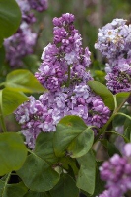 SYRINGA vulgaris 'Katherine Havemeyer'