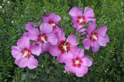 HIBISCUS syriacus 'Walberton's Rose Moon'