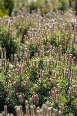 PINUS mugo 'Mops' - image 2