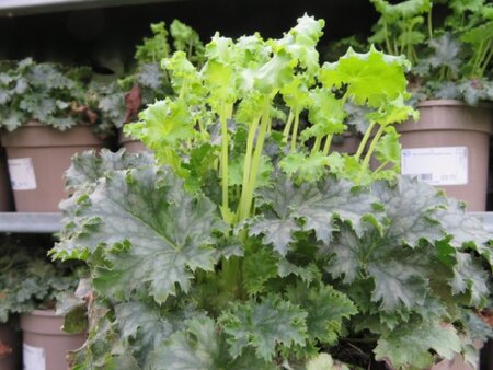HEUCHERA 'Eternal Flame'