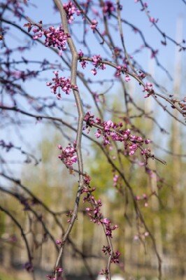 CERCIS canadensis 'Zig Zag' - image 4