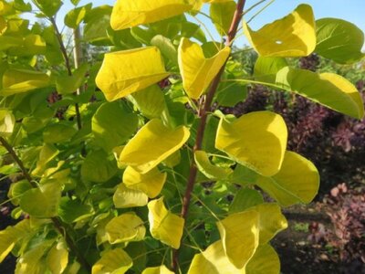COTINUS coggygria 'Golden Spirit' - image 4