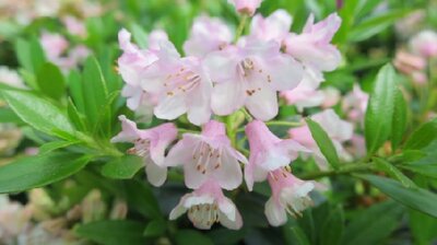 RHODODENDRON 'Bloombux Pink' - image 2