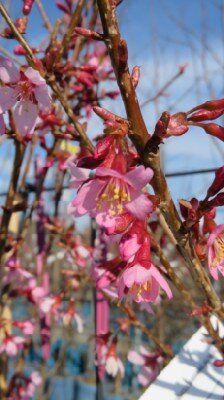PRUNUS 'Okame'