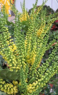 MAHONIA x media 'Charity'