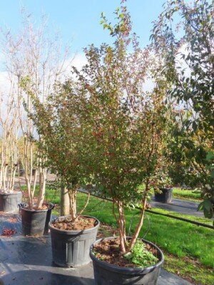 STEWARTIA monadelpha - image 3