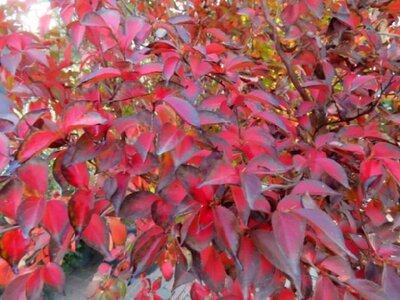 STEWARTIA monadelpha - image 3