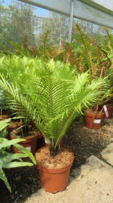 BLECHNUM gibbum 'Silver Lady'