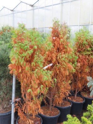 TAXODIUM distichum 'Lindsey's Skyward' - image 2