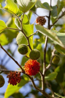 BROUSSONETIA papyrifera