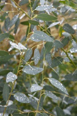 EUCALYPTUS gunnii 'Silverana'