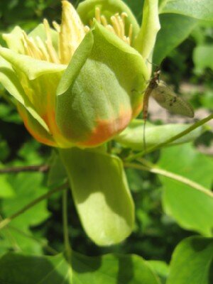 LIRIODENDRON tulipifera