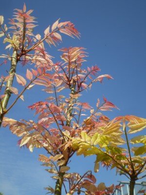 TOONA sinensis 'Flamingo' - image 3
