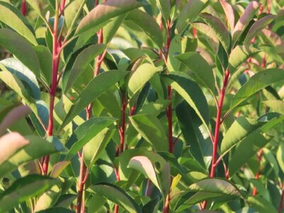 PHOTINIA x fraseri 'Red Light'