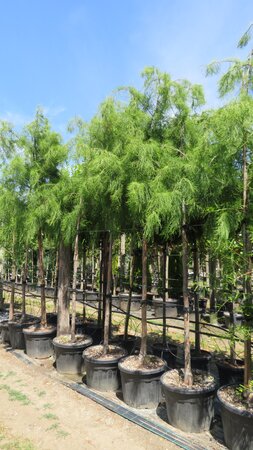TAXODIUM distichum 'Nutans'