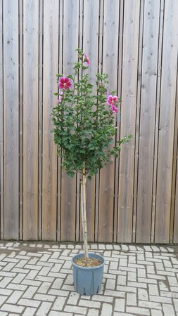 HIBISCUS syriacus 'Walberton's Lunar Eclipse'