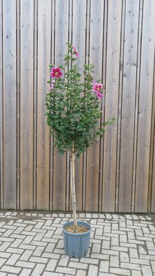 HIBISCUS syriacus 'Walberton's Lunar Eclipse'